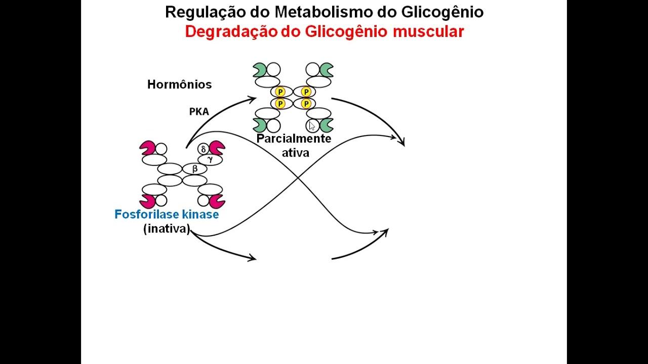 Regulação ‍do metabolismo e ‍digestão durante o sono